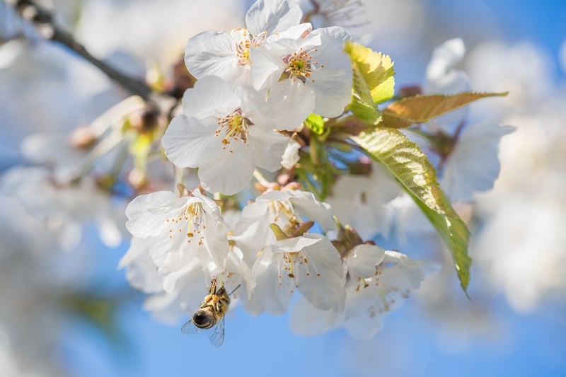 Apple Tree Blossom